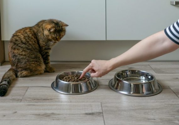 Quel est le goût des croquettes pour chats