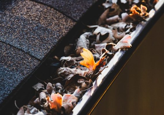 a group of bees on a wood surface